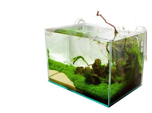 How To Grow Java Moss Carpet On Sand In A RIGHT WAY?