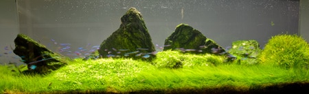 A minimalist aquascape for a - Aquarium Architecture