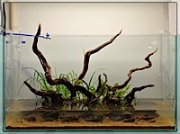An aquascape created and documented in journal style by Tony Swinney and showcased by The Green Machine - photograph