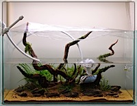 An aquascape created and documented in journal style by Tony Swinney and showcased by The Green Machine - photograph