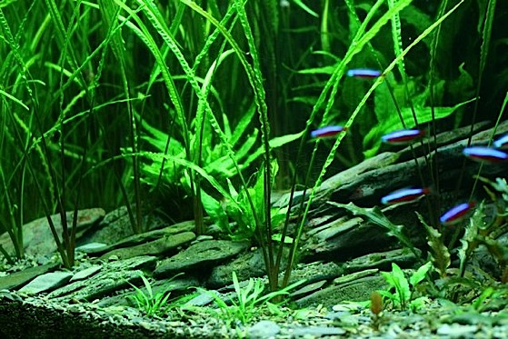 A photo of one of Andrew Mack's aquascapes, to support his article.