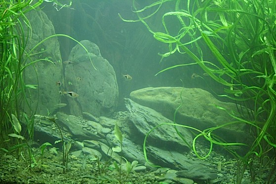 A photo of one of Andrew Mack's aquascapes, to support his article.