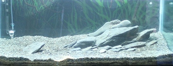 A photo of one of Andrew Mack's aquascapes, to support his article.