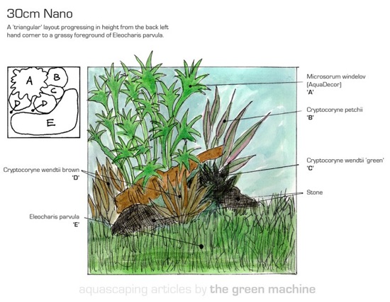 TGM Planting On A Budget Guide - 30cm Nano Aquarium Sketch