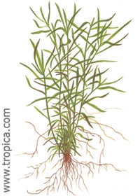 Heteranthera zosterifolia - Buy Tropcial Nature Aquarium Plants