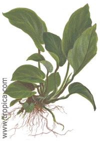 Anubias barteri var.caladiifolia '1705', Tropica tropical aquarium plant