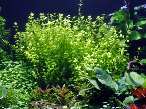 Image of Lindernia rotundifolia - buy Nature Aquarium Plants online