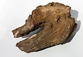 Image of Petrified/Fossilised Wood XL - buy aquatic hardscape online