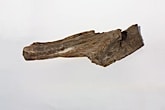 Image of Petrified or fossilised Wood - buy aquatic hardscape online