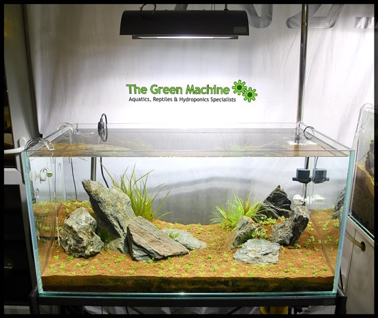 Aquascape photograph