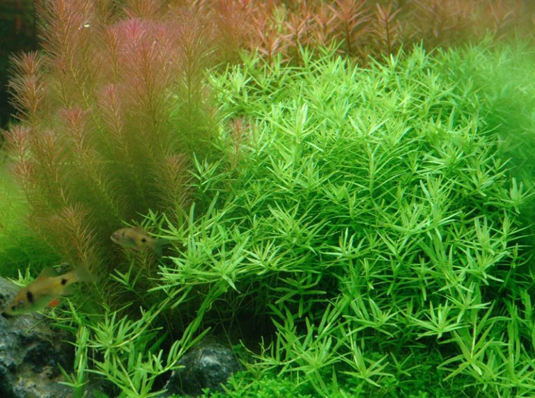 Rotala sp.'green' - buy tropical aquatic plants online