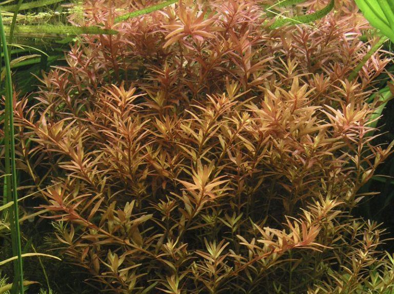 Rotala rotundifolia tropical freshwater aquarium plant image