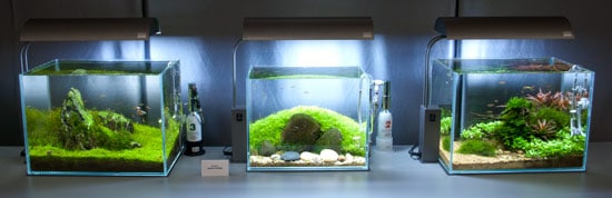 Relaxation through Aquascaping