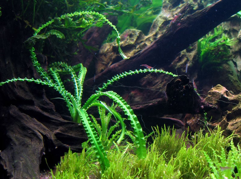 Image of Crinum calamistratum buy aquatic plants online