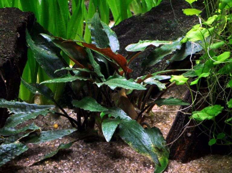 Image of Cryptocoryne beckettii 'petchii' buy tropical aqurium plants online