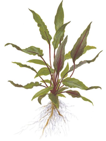 Image of Cryptocoryne beckettii 'petchii' buy tropical aqurium plants online