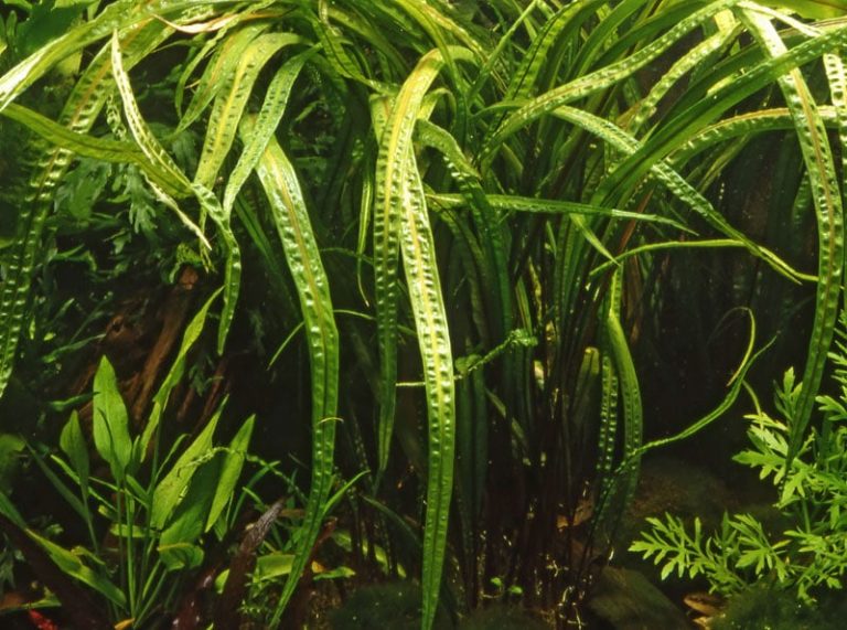 Image of Cryptocoryne crispatula var. balansae buy tropical aquarium plants