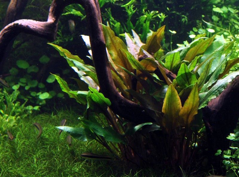 Cryptocoryne undulata 'broad leaves' - buy tropical aquarium plants online
