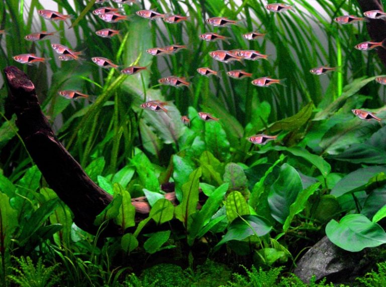 Image of Cryptocoryne wendtii 'green' buy tropical aquarium plants online