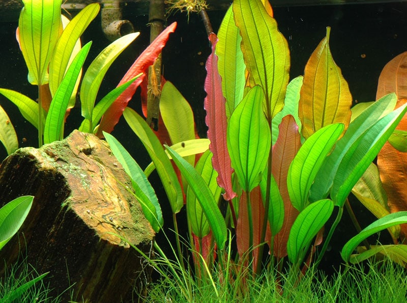 Image of Echinodorus 'Red Diamond' buy tropical aquarium plants online
