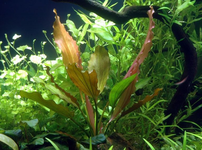 Image of Echinodorus 'Rose' buy tropical aquatic aquarium plants online