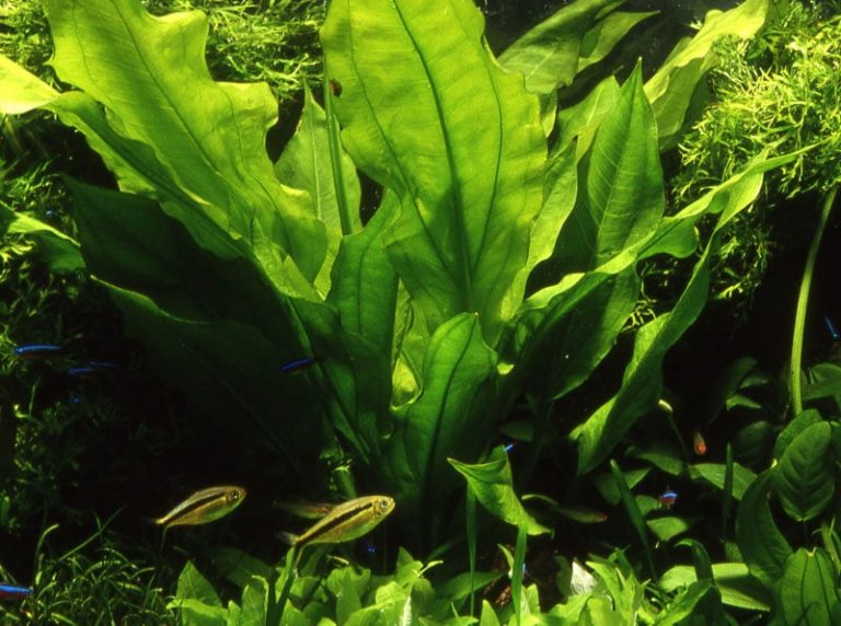 Image of Echinodorus bleheri (bleherae) buy tropical aquatic aquarium plants