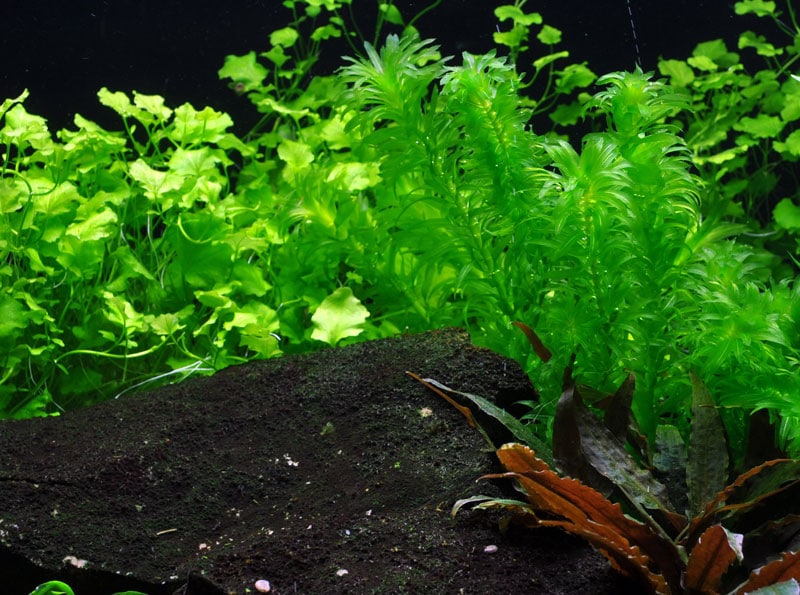 Egeria densa - buy tropical nature aquarium plants online
