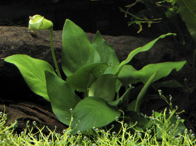 Anubias bart v. nana, tropicc aquarium plant by The Green Machine