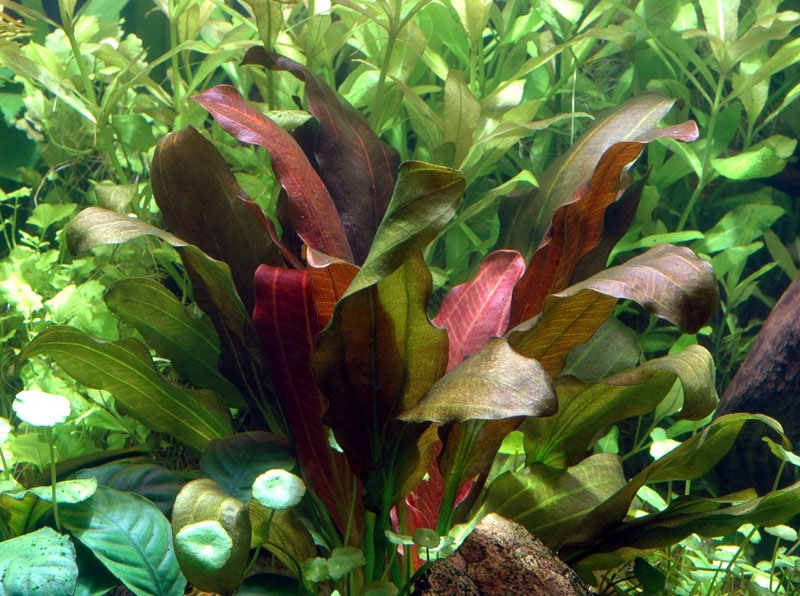 Image of Echinodorus x barthii buy tropical nature aquarium plants online