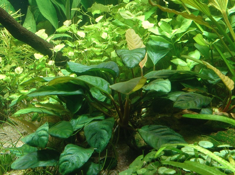 Anubias barteri 'coffeefolia' tropic aquarium plant by The Green Machine