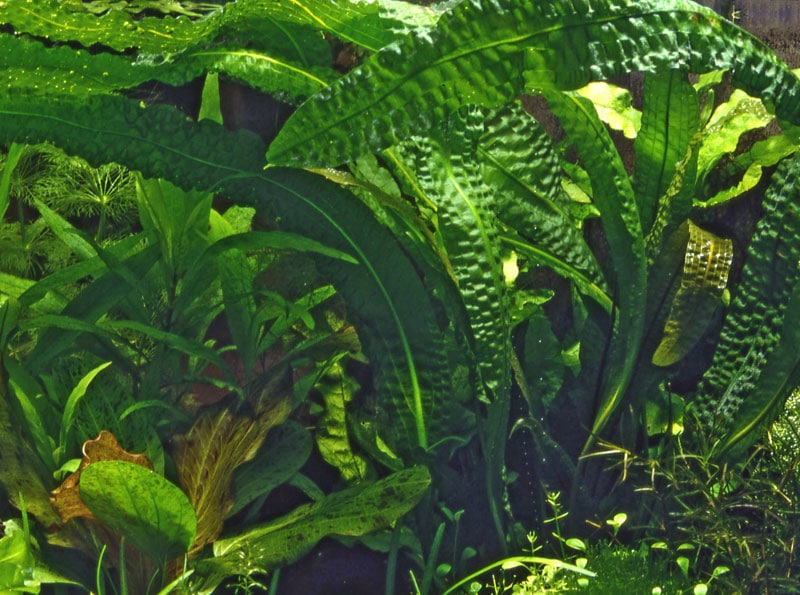Aponogeton boivinianus, Tropica tropical aquarium plant by The Green Machine