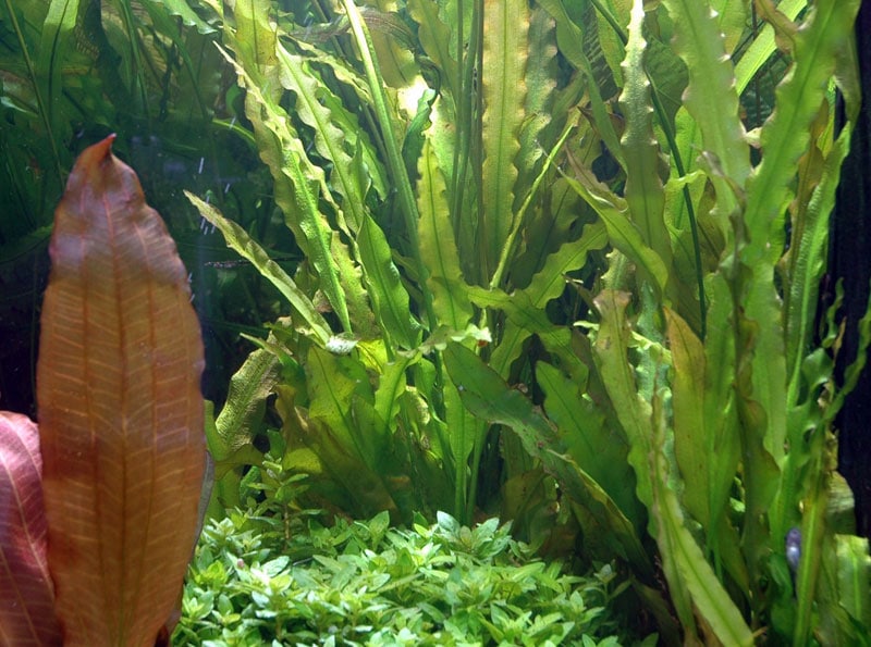 Aponogeton crispus, buy Tropica aquarium plants at The Green Machine