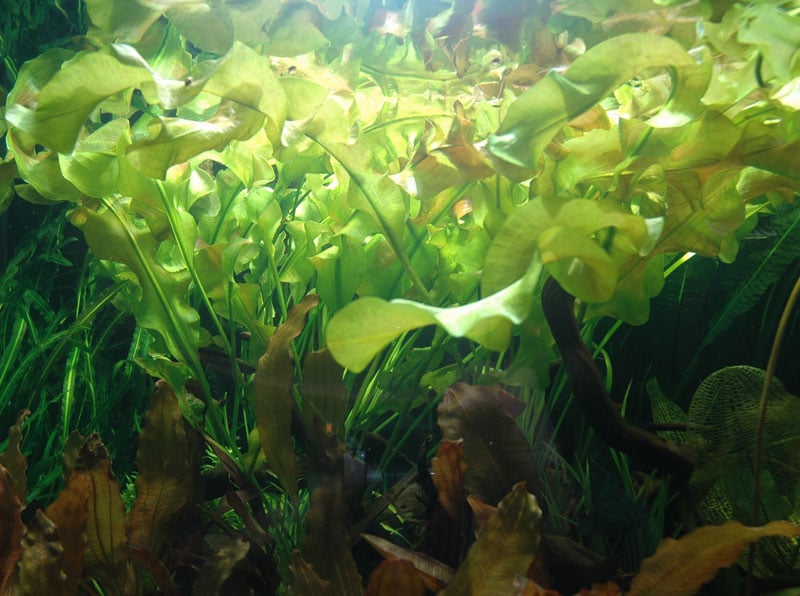 Aponogeton ulvaceus - buy tropical aquarium plants online