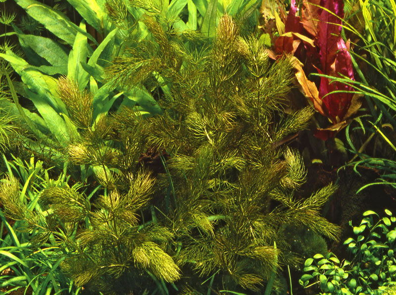 Image of Ceratophyllum demersum 'Foxtail' buy aquatic plants online