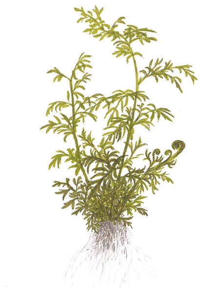 Image of Ceratopteris thalictroides buy aquatic plants online