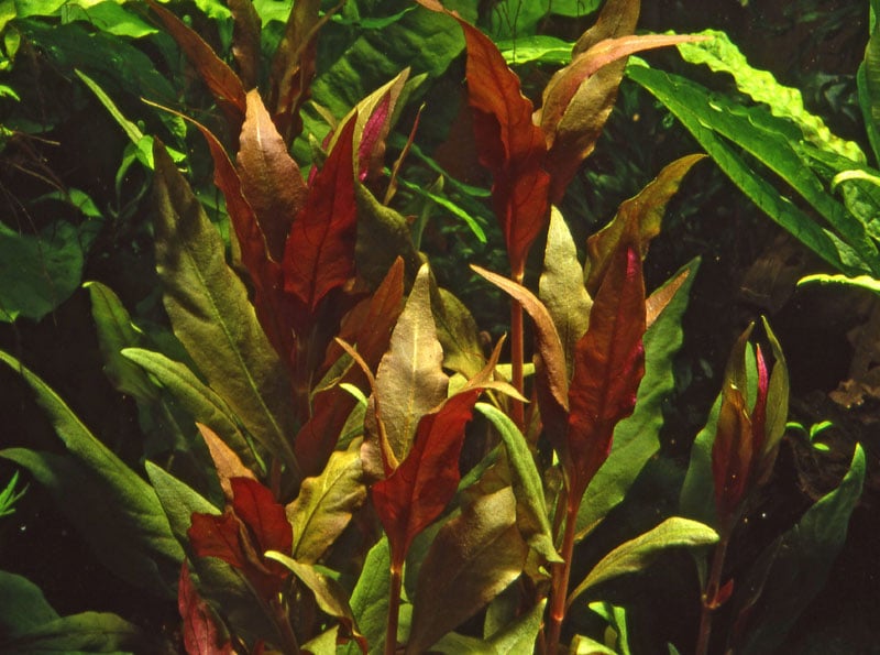 Alternanthera reineckii 'roseafolia' ('Pink') XL - buy tropical aquatic plants o