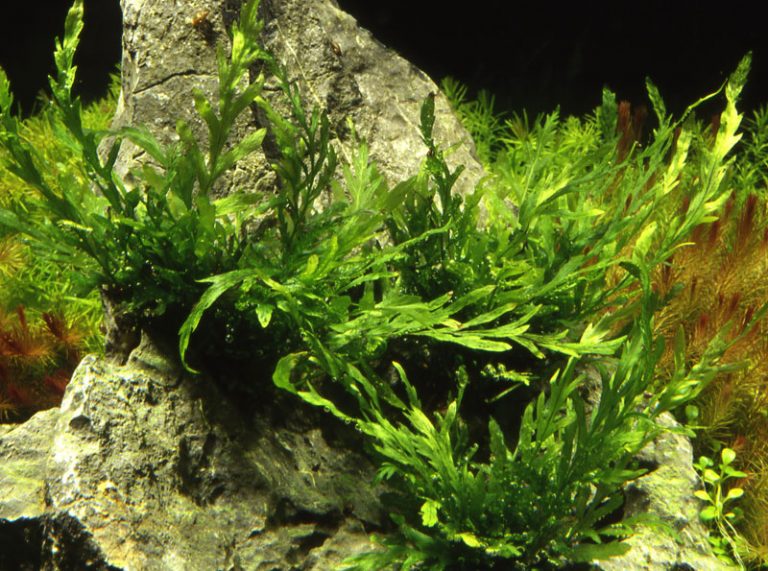 Bolbitis heudelotii XL - buy tropical aquarium plants online