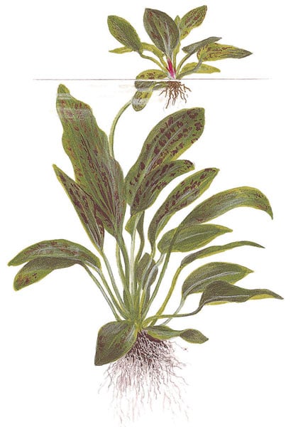 Echinodorus 'Ozelot' (Green) XL - buy tropical aquatic plants online