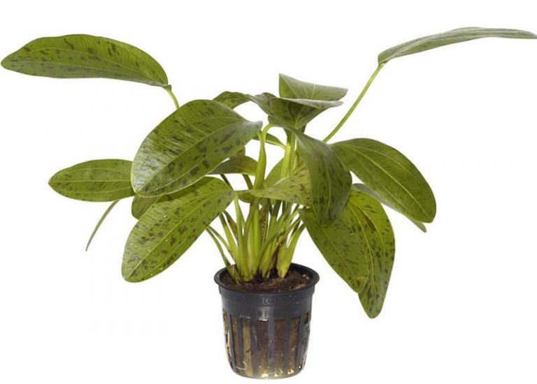 Image of Echinodorus 'Ozelot' (Green) buy tropical aquarium plants online