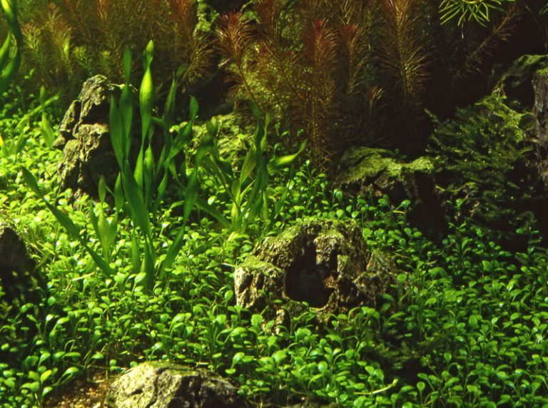 Glossostigma elatinoides buy tropical nature aquarium plants online