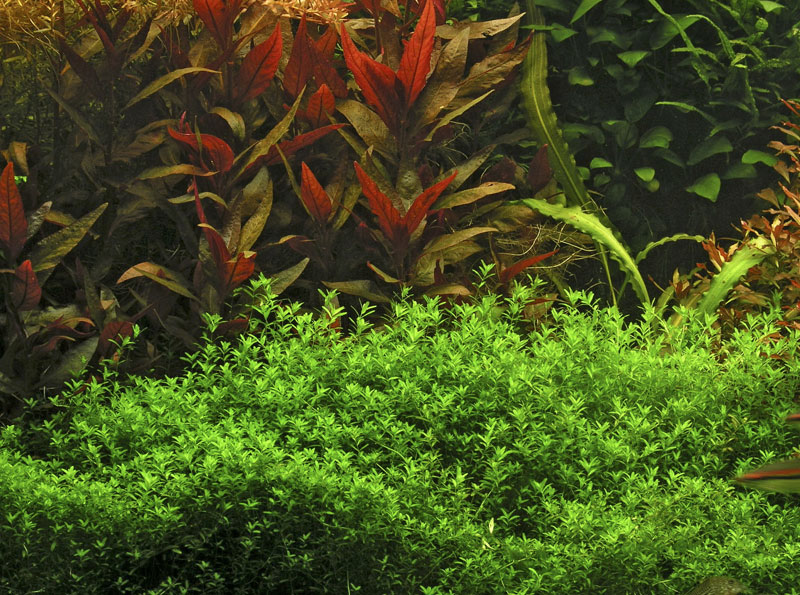 Hemianthus micranthemoides - Buy Tropical Nature Aquarium Plants
