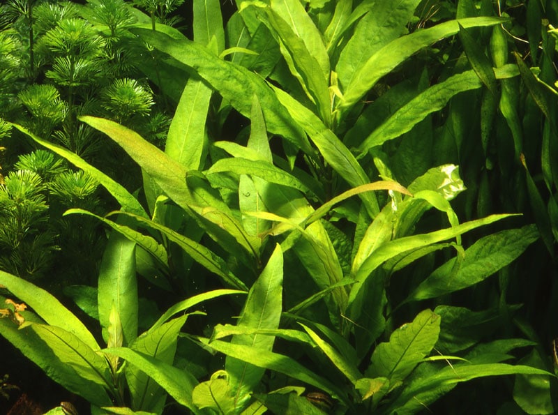 Hygrophila corymbosa 'Siamensis'- buy Nature Aquarium Plants