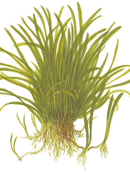 Image of Lilaeopsis brasiliensis - buy Nature Aquarium Plants online