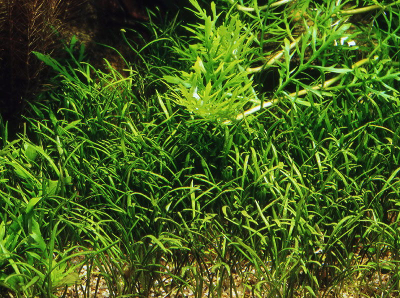 Image of Lilaeopsis mauritiana - buy Nature Aquarium Plants
