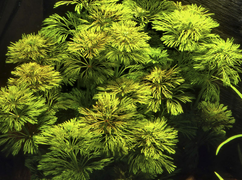Image of Limnophila sessiliflora - buy Nature Aquarium Plants online