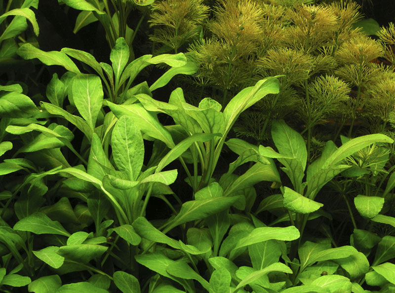 Image of Lobelia cardinalis - buy Nature Aquarium Plants online