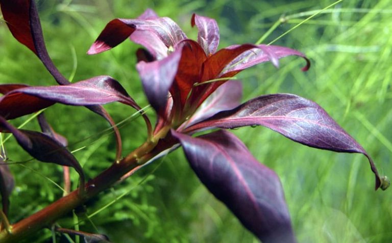 Image of Ludwigia glandulosa - buy Nature Aquarium Plants online