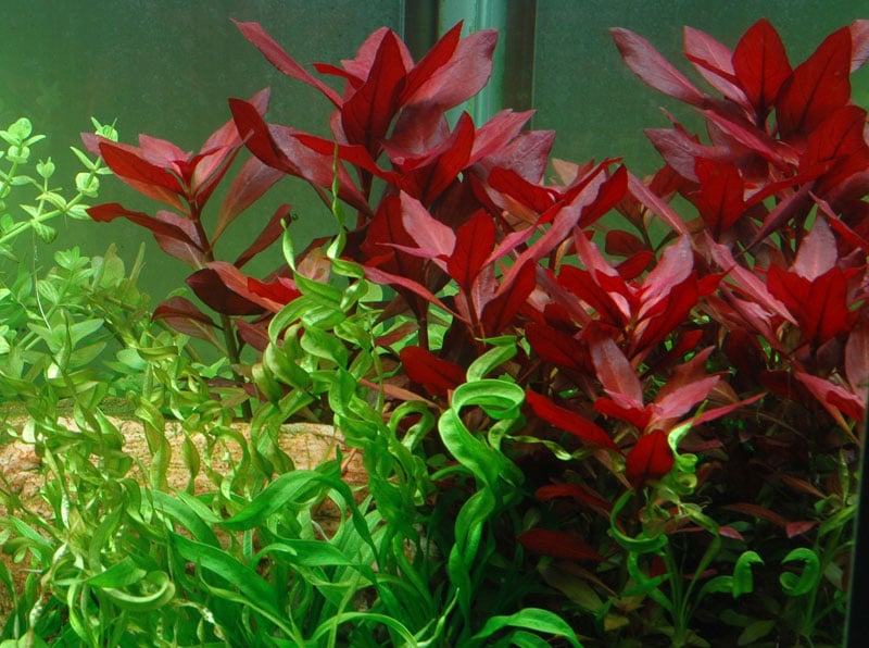 Image of Ludwigia repens 'Rubin' - buy Nature Aquarium Plants online