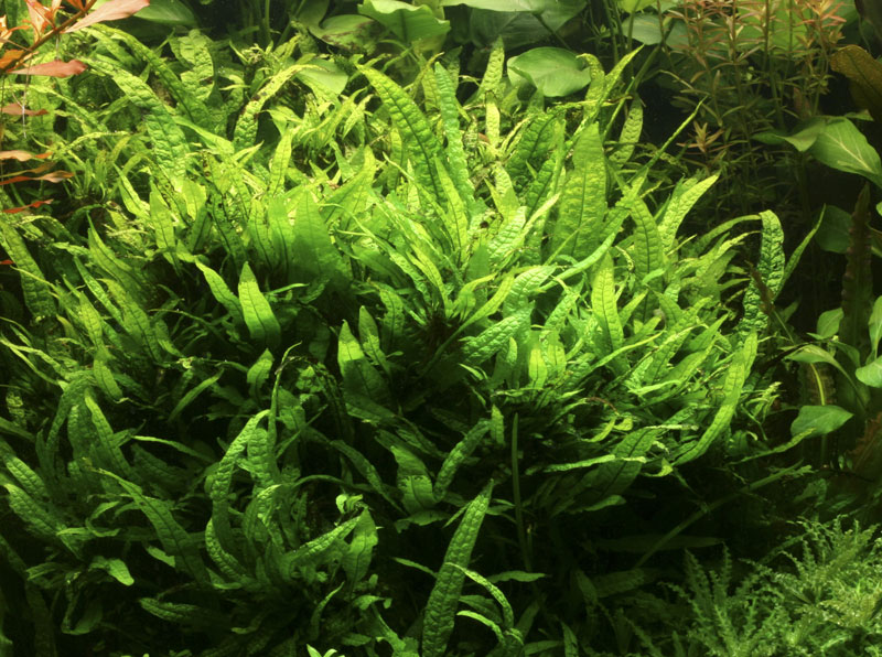 Image of Microsorum pteropus "'Narrow'" - buy Nature Aquarium Plants