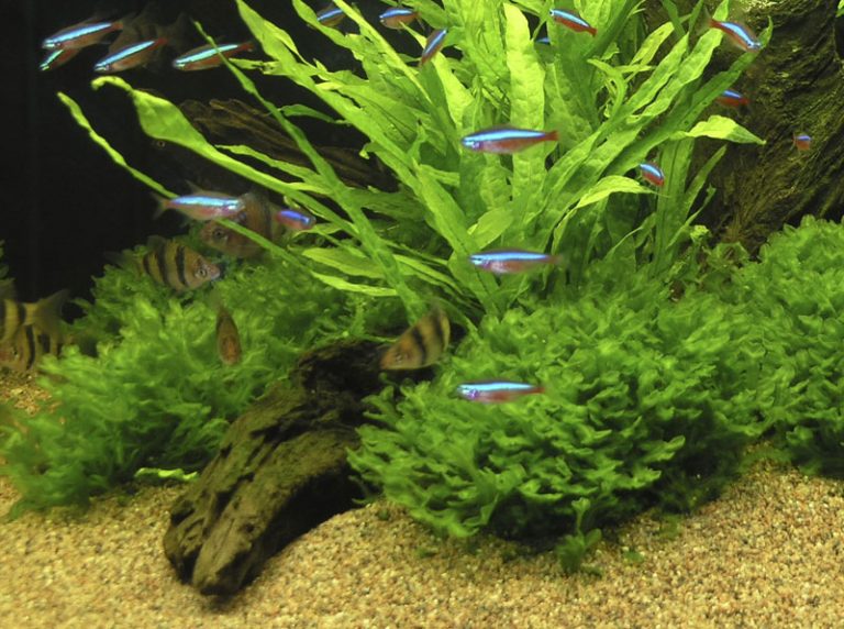 Image of Monosolenium tenerum - buy Nature Aquarium Plants